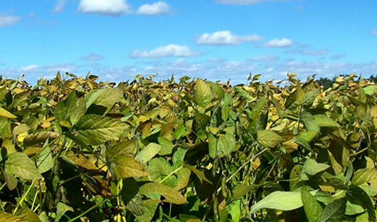 Get ready for spring planting. Contact us today to find out how. Get ready for spring planting
