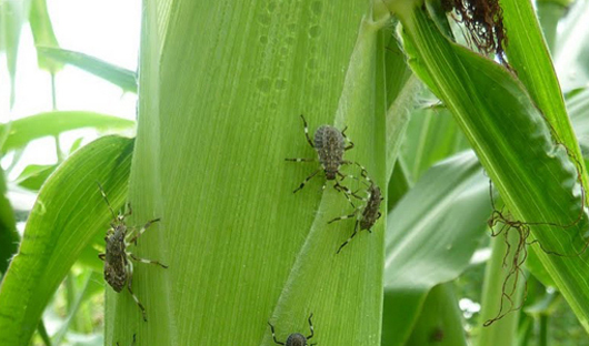 Got Bugs? Contact us about our custom application services. Got bugs?