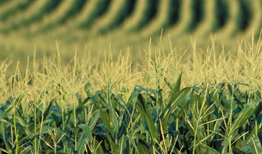 Want to Increase your yield? Let OHIGRO help you. Let OHIGRO help you increase your yield