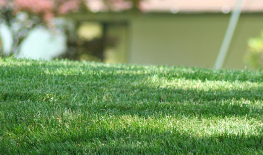 Your lawn is ready for Spring. Are you? Stop in to view our wide variety of lawn care supplies. Make your lawn beautiful